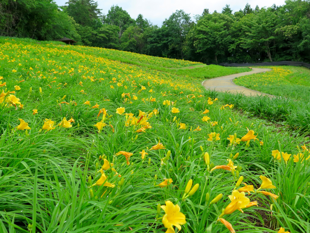 ヘメロカリス開花情報　6月11日　一部見頃（早咲きが見頃）