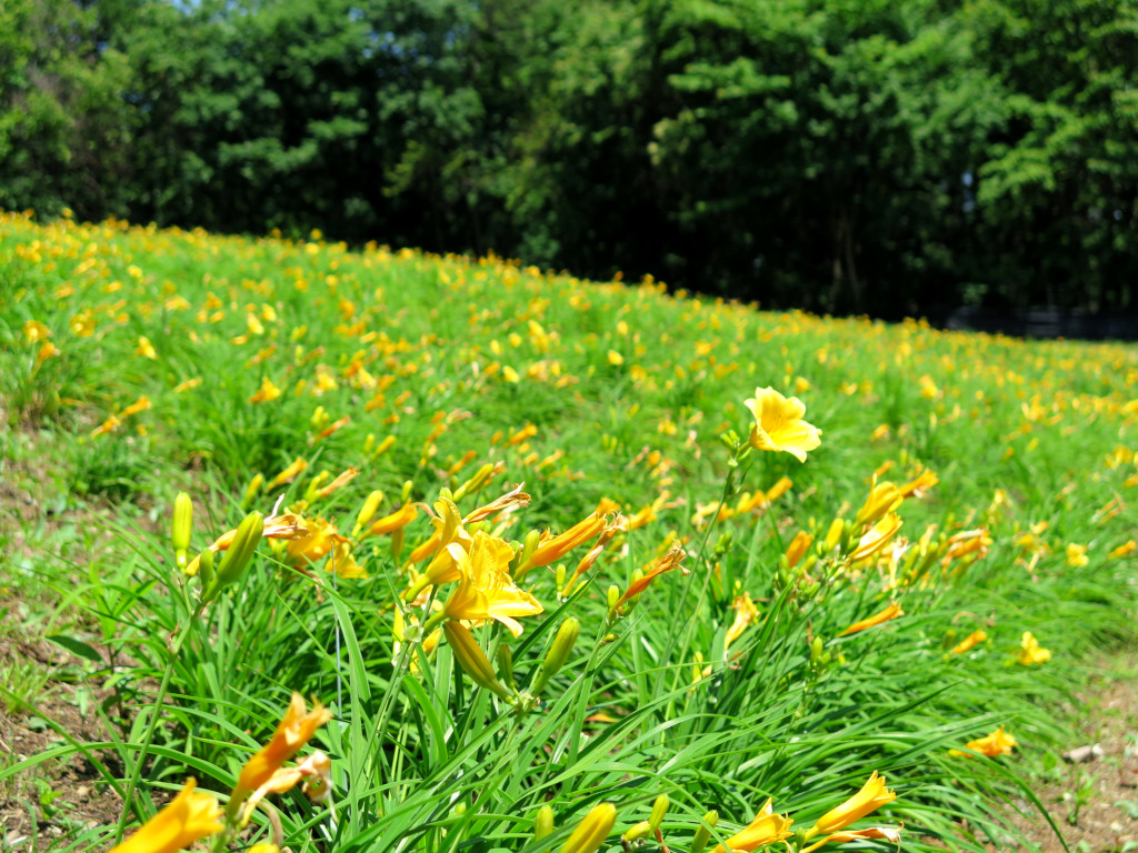 ヘメロカリス開花情報　6月13日　一部見頃（早咲きが見頃）