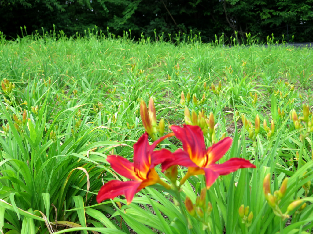 ヘメロカリス開花情報　6月18日　一部見頃（早咲きが見頃）