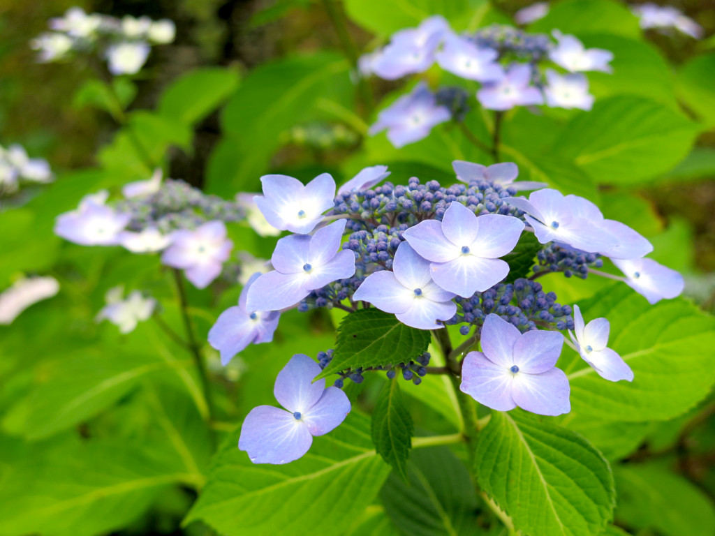 アジサイ開花情報　　6月23日
