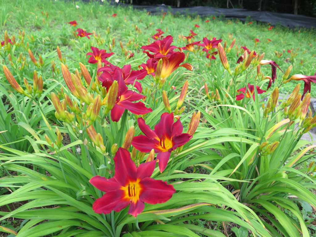 ヘメロカリス開花情報　6月23日　早咲きが終盤