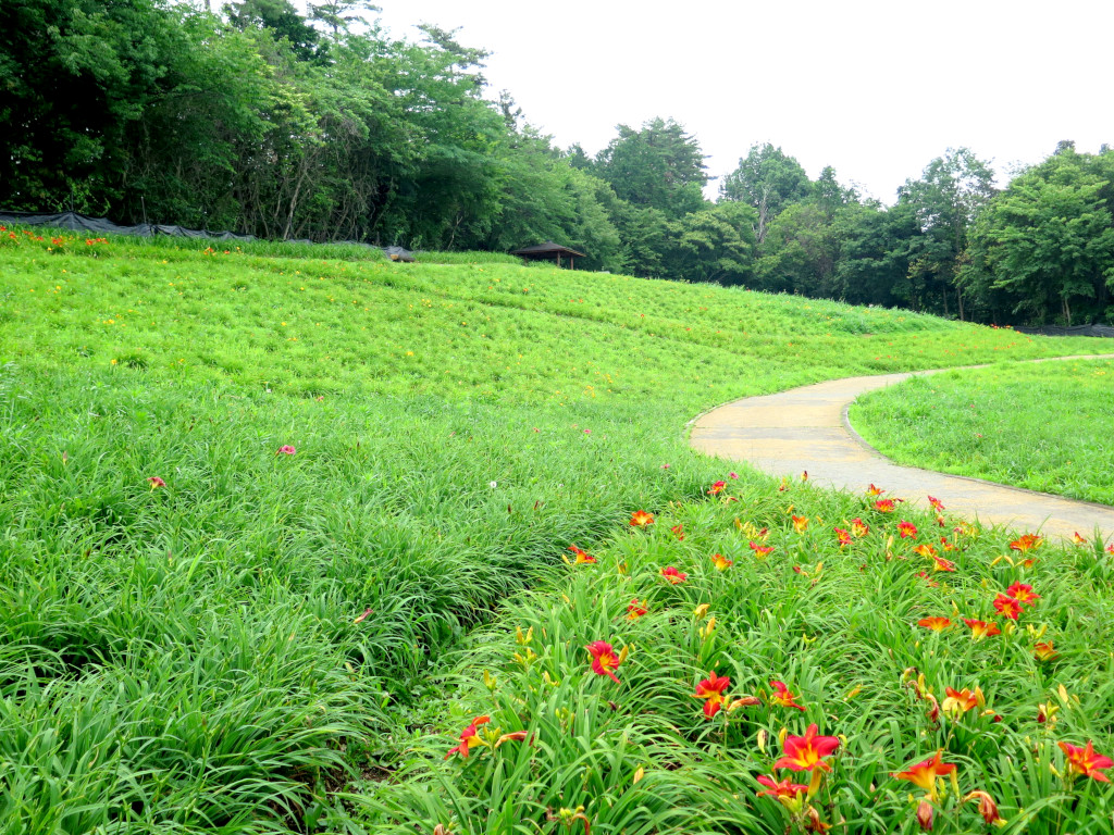 ヘメロカリス開花情報　6月28日　早咲きが終了