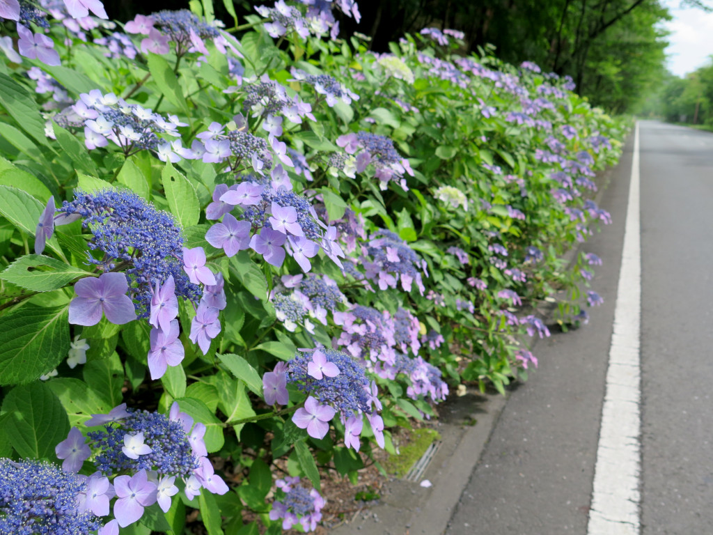 アジサイ開花情報　　6月28日