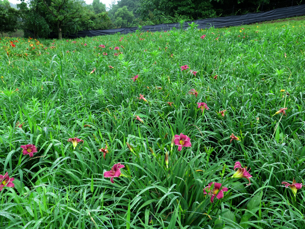 ヘメロカリス開花情報　7月2日　早咲きが終了