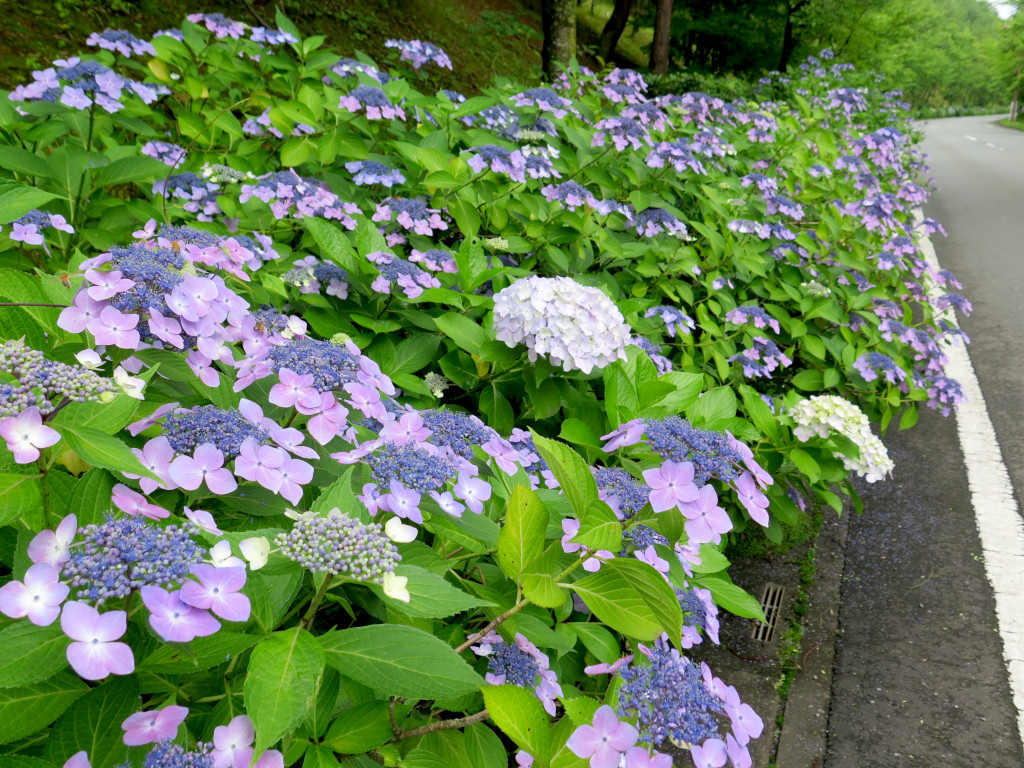 アジサイ開花情報　　７月２日