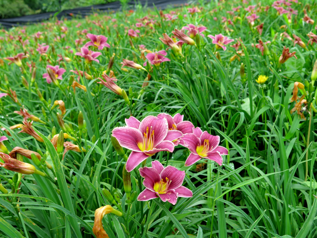 ヘメロカリス開花情報　7月8日　遅咲き始まる