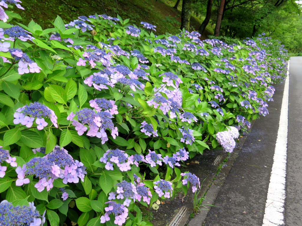 アジサイ開花情報　　７月８日