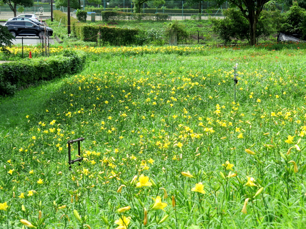 ヘメロカリス開花情報　7月13日　遅咲のみ開花中