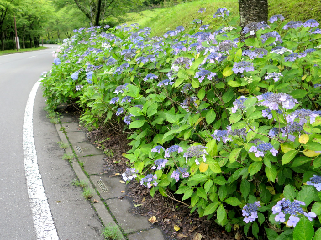アジサイ開花情報　　７月１３日