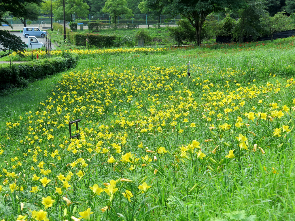 ヘメロカリス開花情報　7月17日　遅咲のみ開花中