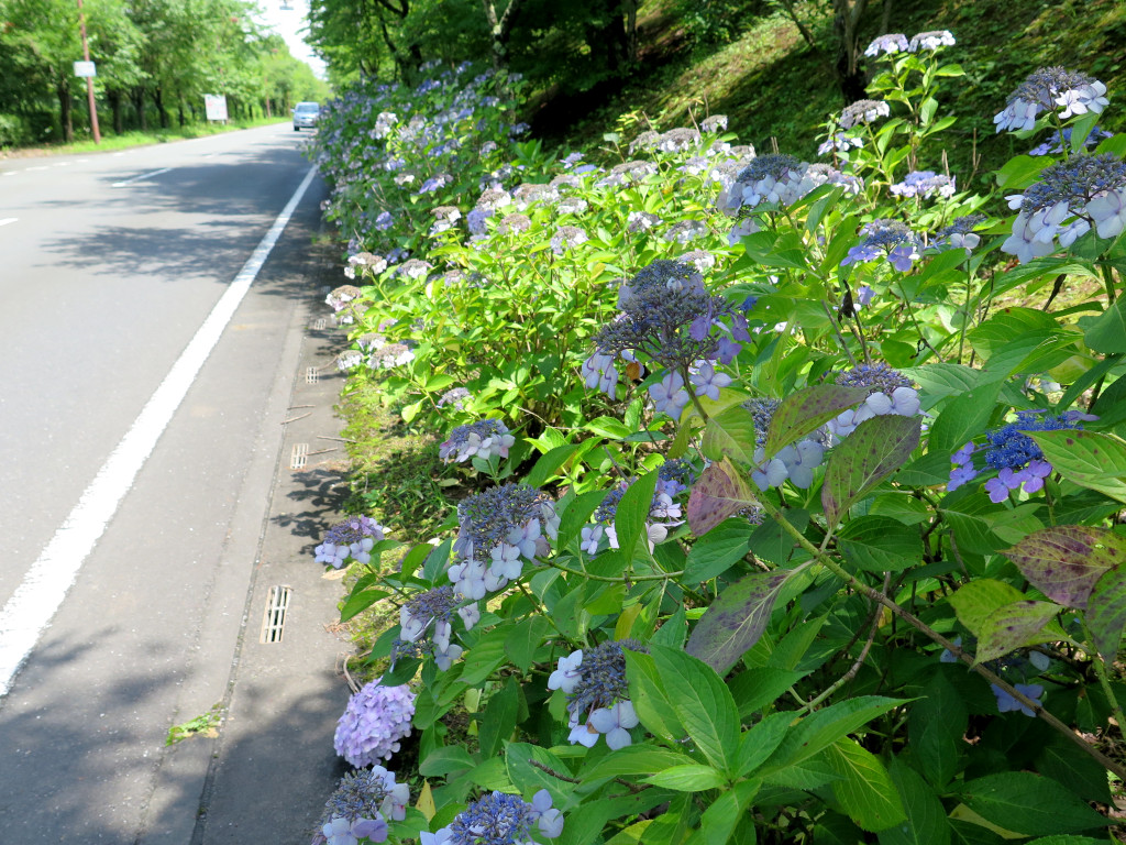 アジサイ開花情報　７月１７日　終了