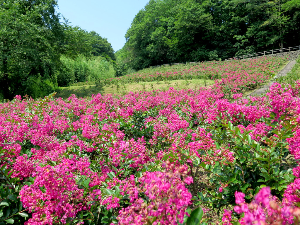 サルスベリ開花状況　7月31日現在