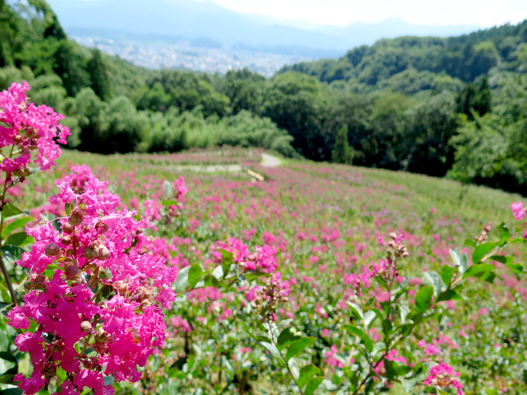 サルスベリ開花状況　8月6日現在　５分咲