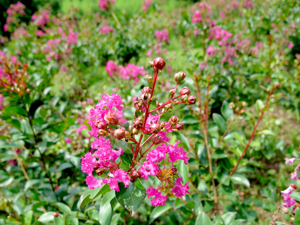 サルスベリ開花状況　8月10日現在　５分咲
