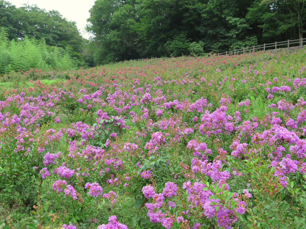 サルスベリ開花状況　8月14日現在　7分咲