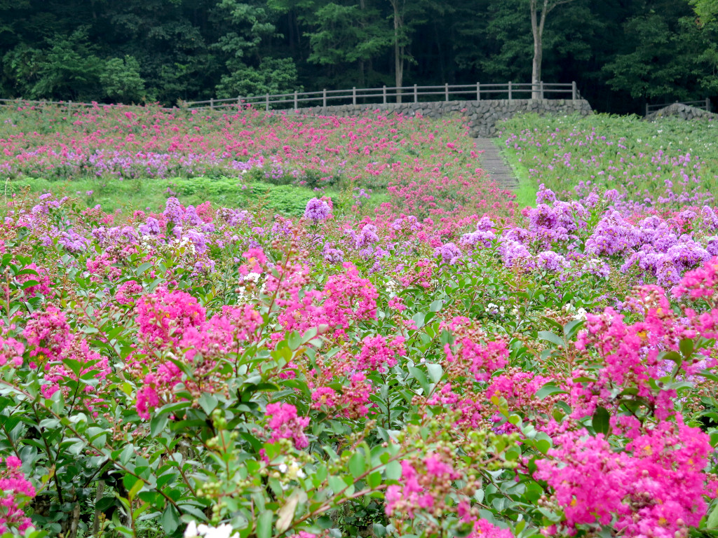 サルスベリ開花状況　8月19日現在　見頃