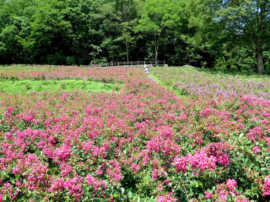 サルスベリ開花状況　8月24日現在　見頃