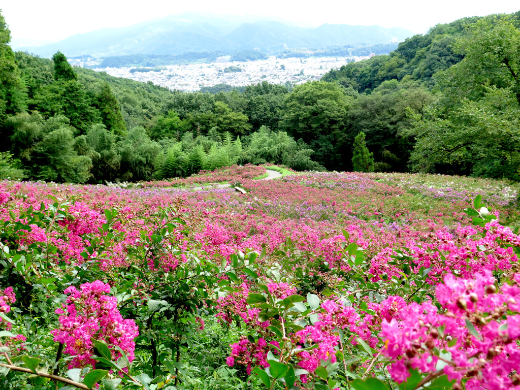 サルスベリ開花状況　8月29日現在　見頃