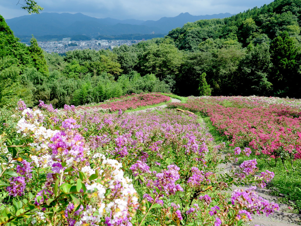 サルスベリ開花状況　9月8日現在　見頃