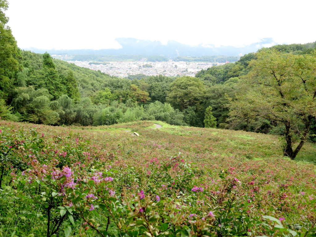 サルスベリ開花状況　9月23日現在　終了