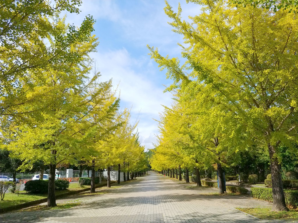イチョウ並木紅葉情報　10月17日（木）現在