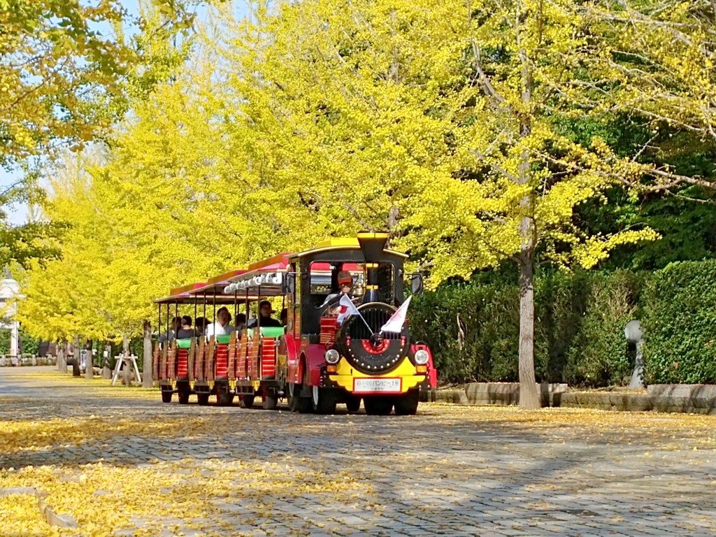 イチョウ並木紅葉情報　10月27日（日）現在