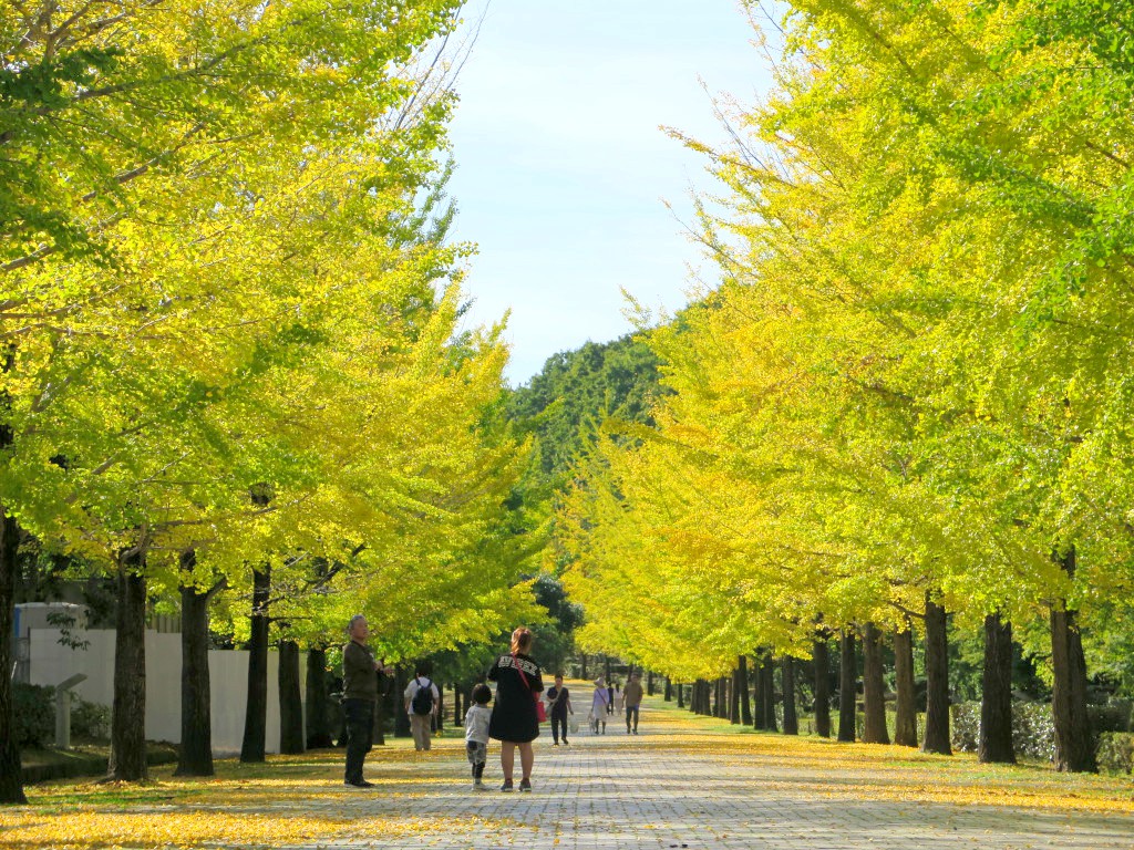 イチョウ並木紅葉情報 10月23日 水 現在 秩父ミューズパーク