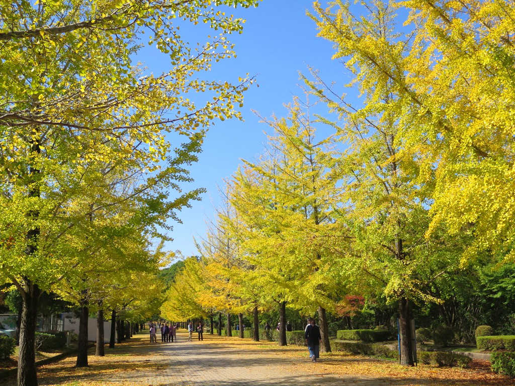 イチョウ並木紅葉情報　10月30日（水）現在