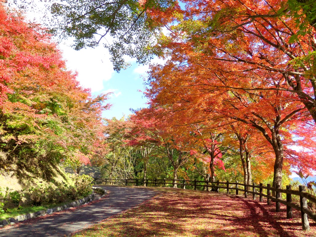 モミジ紅葉情報　11月20日（水）現在