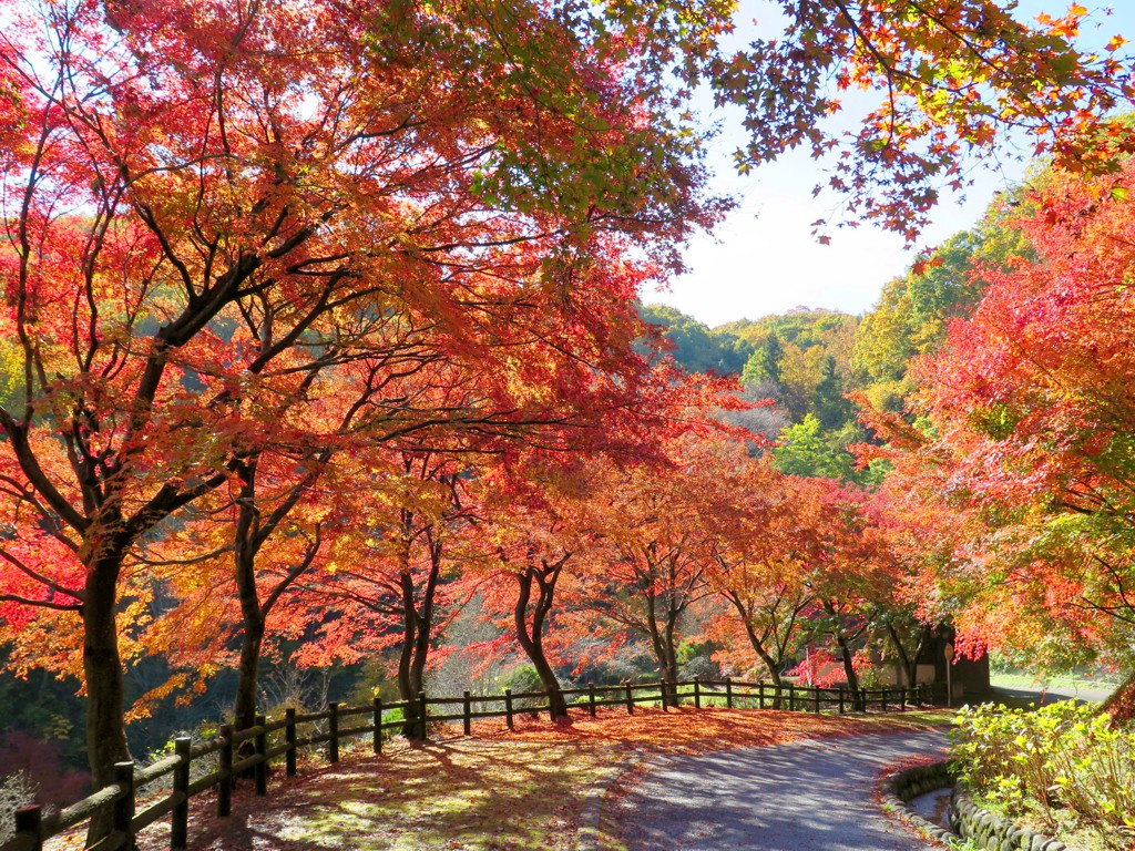 モミジ紅葉情報　11月24日（日）現在