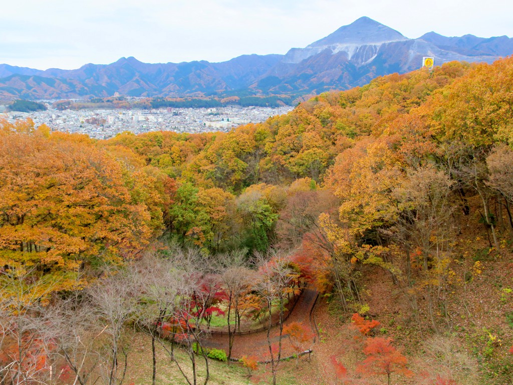 モミジ紅葉情報　11月28日（木）現在