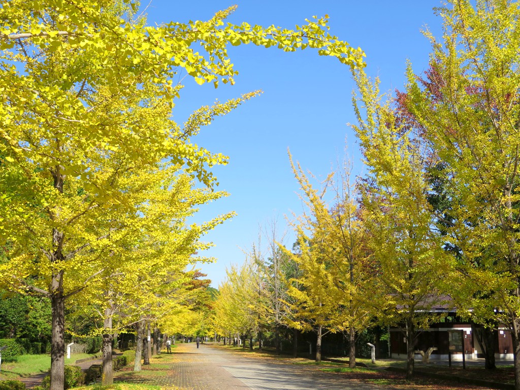 イチョウ並木紅葉情報　11月1日（金）現在