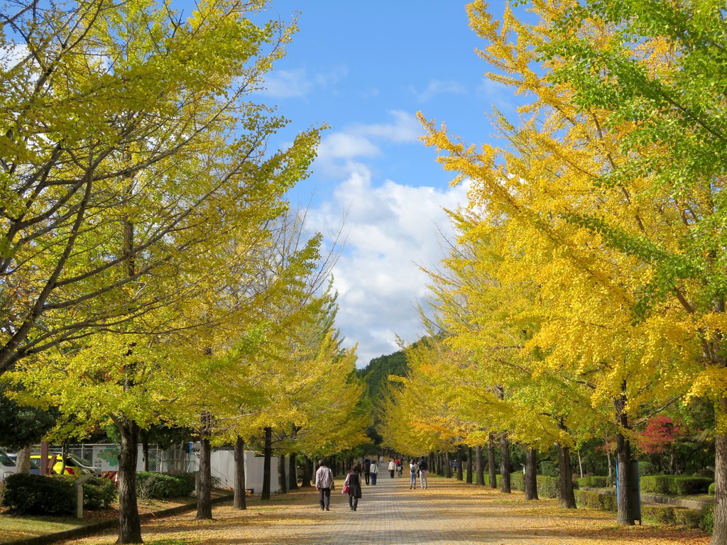 イチョウ並木紅葉情報　11月4日（月祝）現在