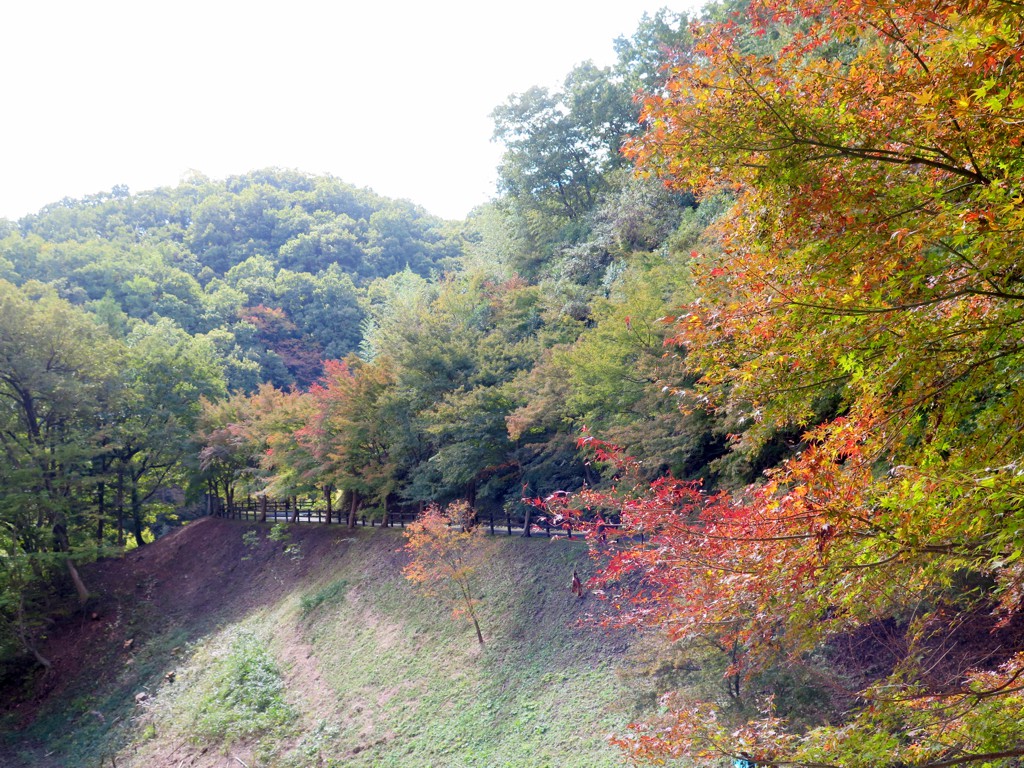 モミジ紅葉情報　11月4日（月祝）現在