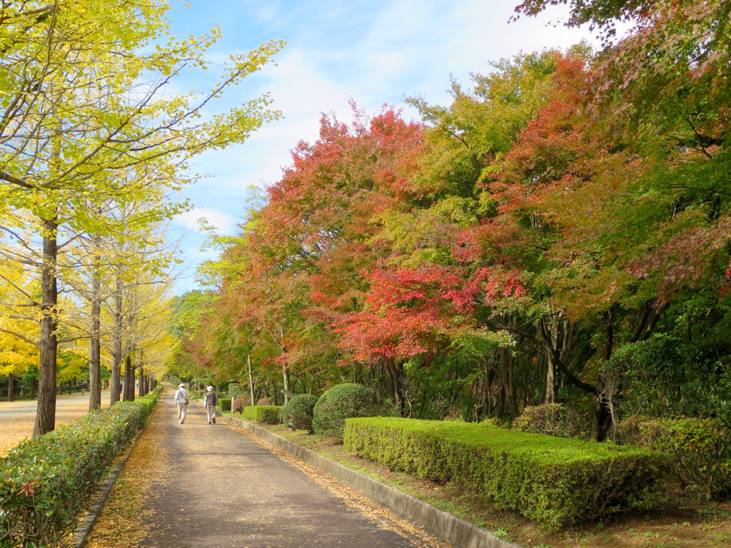 モミジ紅葉情報　11月2日（月）現在 色づき始め