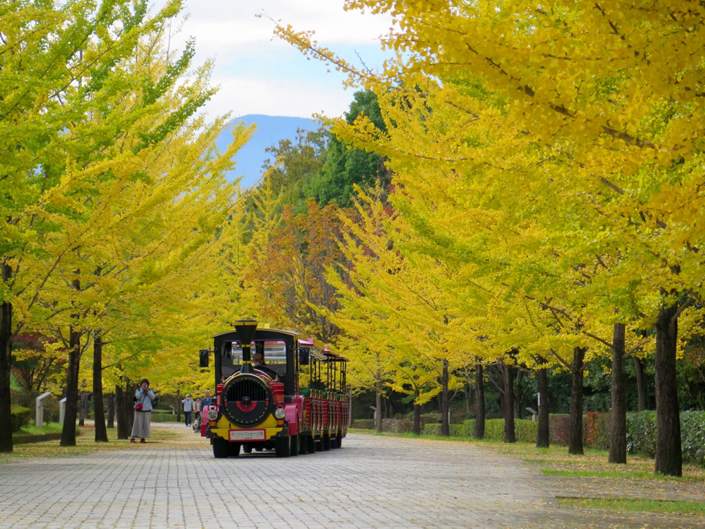 イチョウ並木紅葉情報　11月7日（木）現在