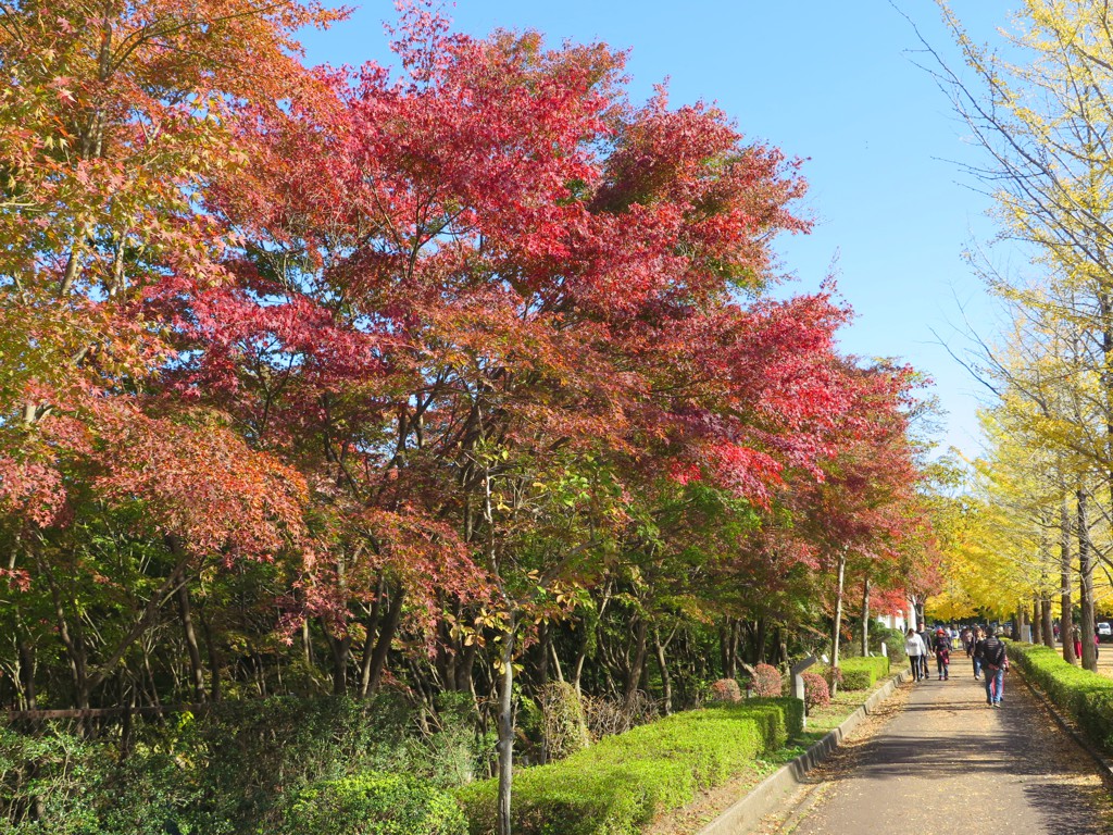モミジ紅葉情報　11月10日（日）現在
