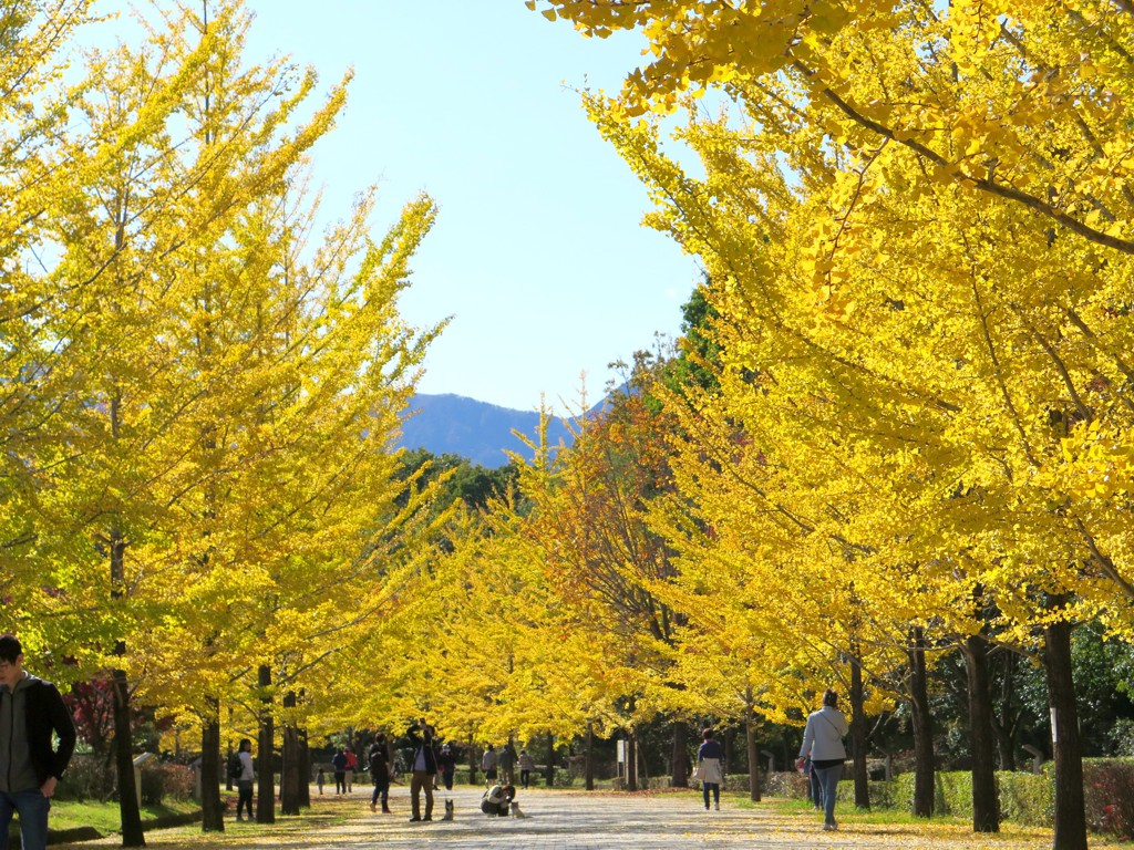 イチョウ並木紅葉情報　11月10日（日）現在