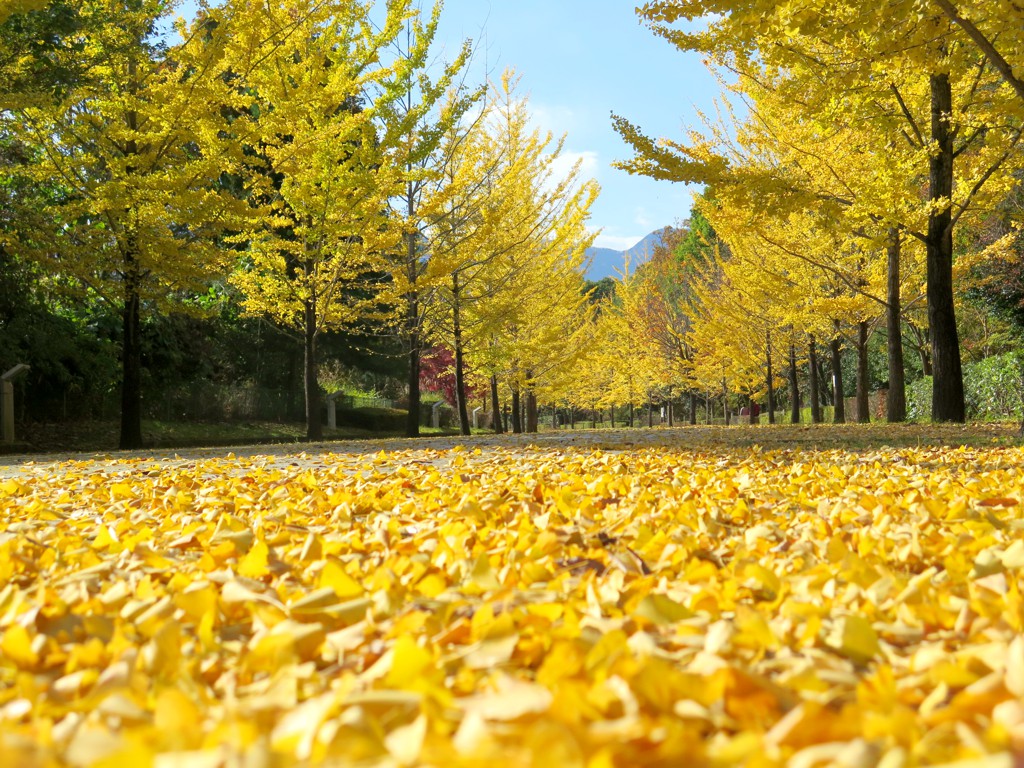 イチョウ並木紅葉情報 11月14日（木）現在 | 秩父ミューズパーク