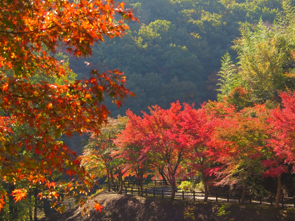 モミジ紅葉情報　11月14日（木）現在