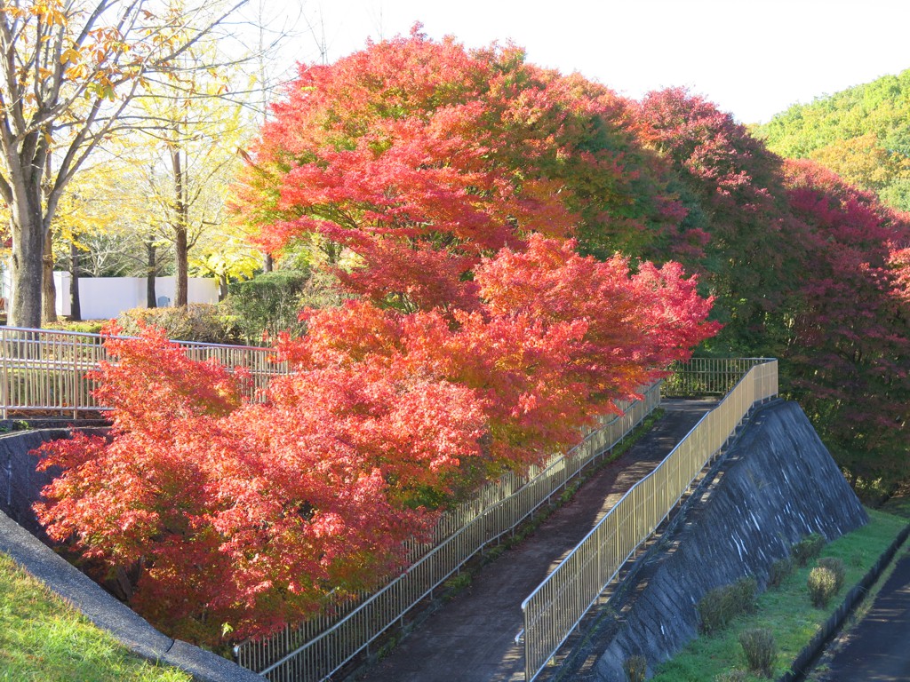 モミジ紅葉情報　11月16日（土）現在