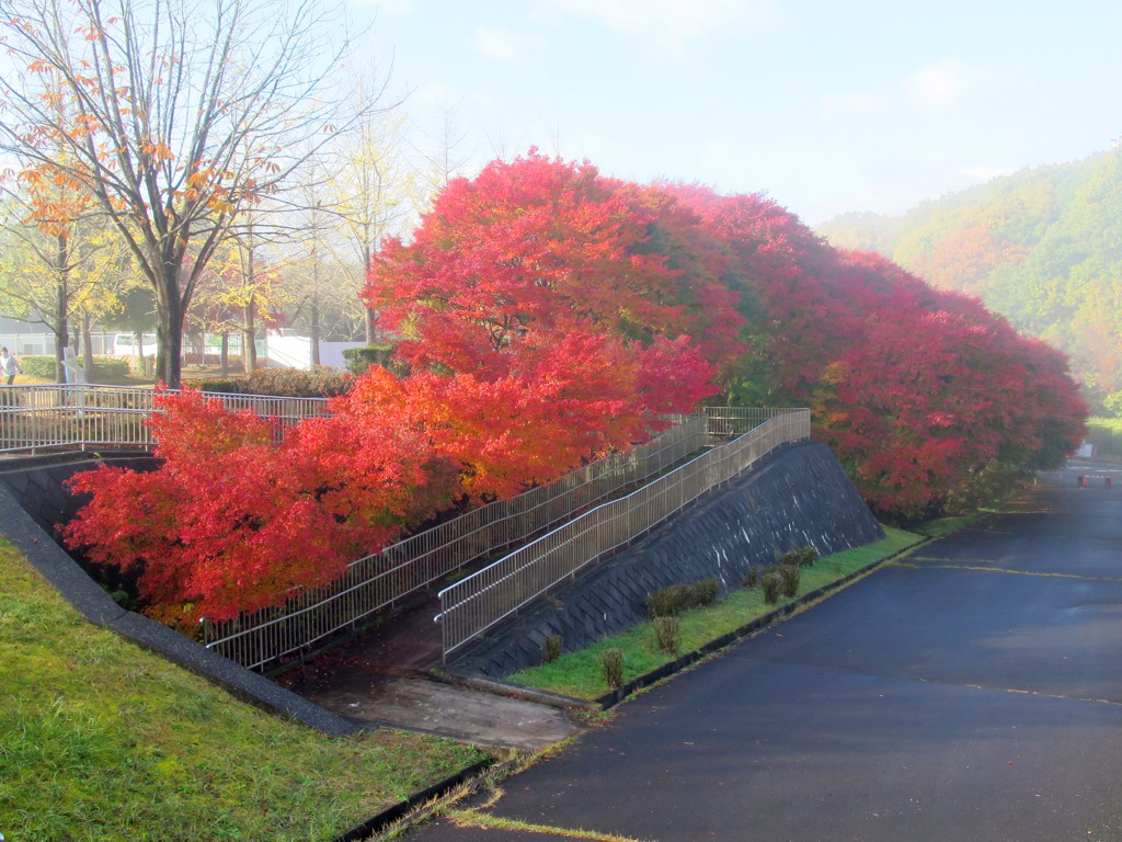 モミジ紅葉情報 11月19日 火 現在 秩父ミューズパーク