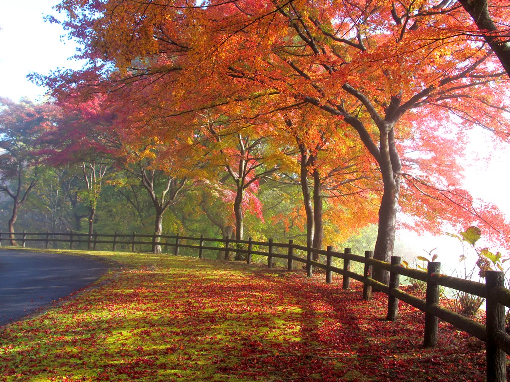 モミジ紅葉情報　11月19日（火）現在