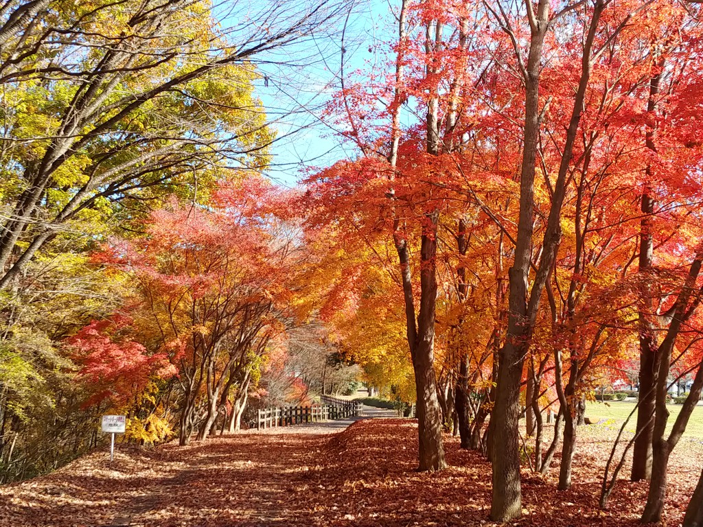 モミジ紅葉情報　12月5日 ほぼ終了