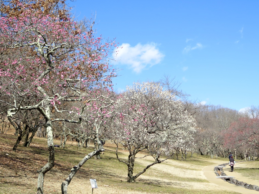 梅園　開花情報　2月2３日（晴）