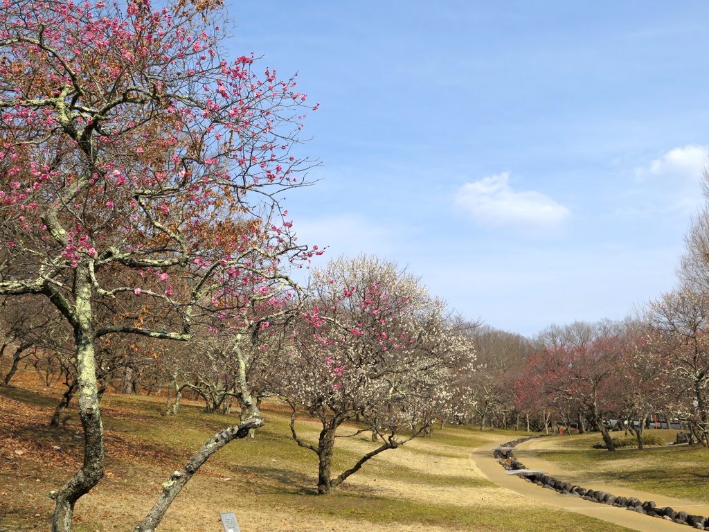 梅園　開花情報　2月25日（曇）