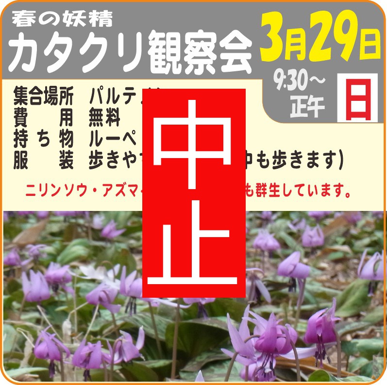 カタクリ観察会