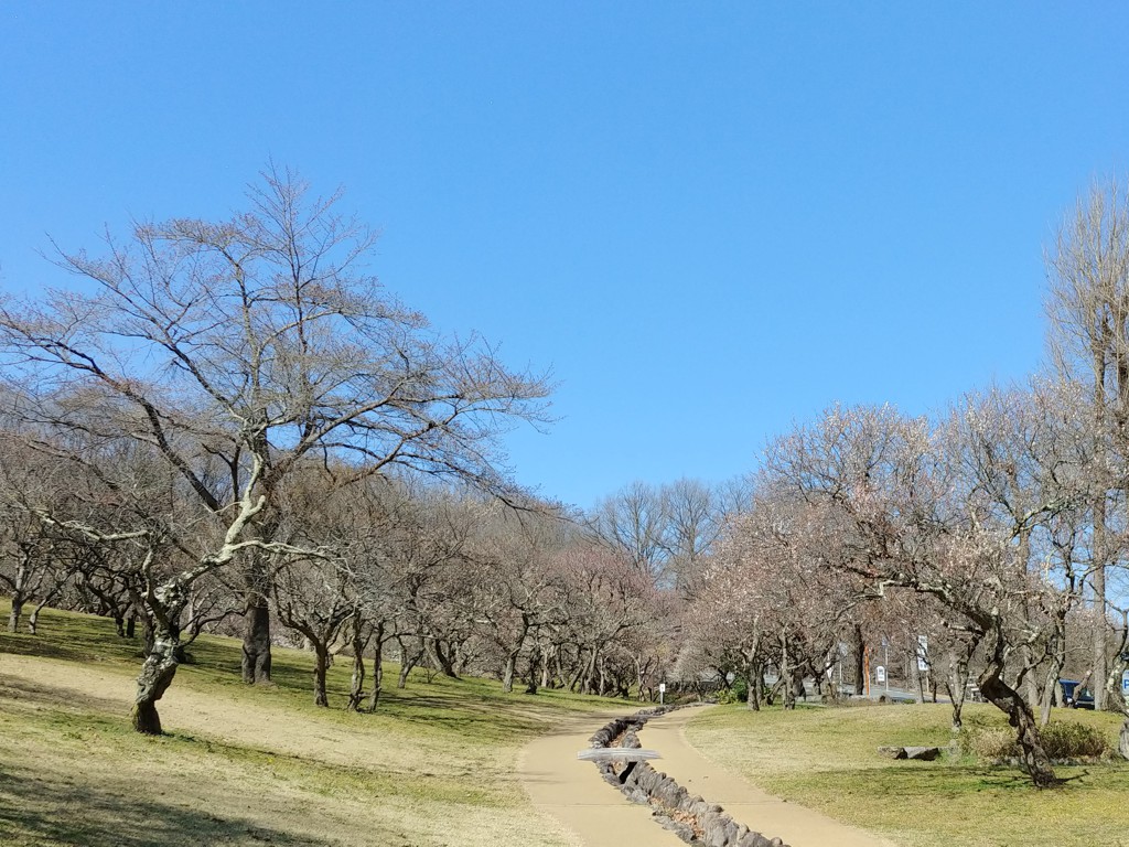 梅園　開花情報　3月20日（終了）