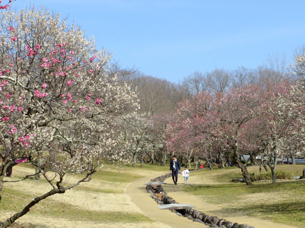梅園　開花情報　3月1日（晴）