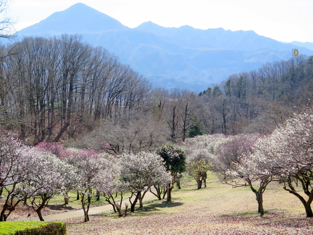 梅園　開花情報　3月3日（晴）
